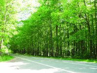 Wald Strasse