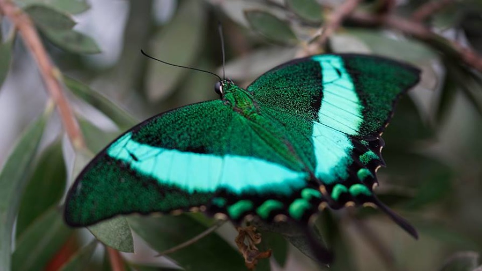 Schmetterlingsgarten Grevenmacher