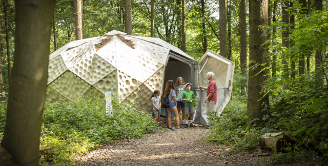 Kinder Urwald