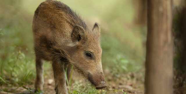 Newborn in the wildlife park