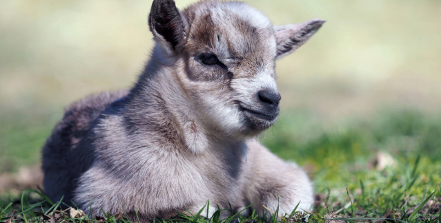 Des chevreaux dans un parc animalier