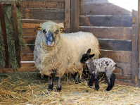 Shropshire-Schaf-Lämmchen im Wildpark bei seiner Mutter im Stall