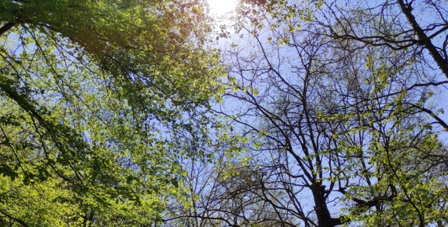 Trees in the city forest