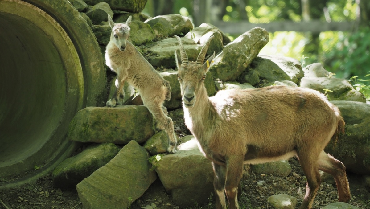 Steinkitz mit Mutter