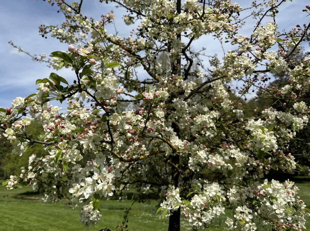 Blühender Apfeldorn im DFG Blühender Apfeldorn im DFG