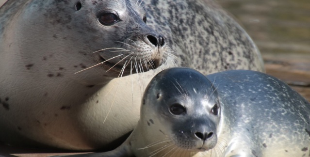 Offspring of seal Louisa at Saarbrücken Zoo